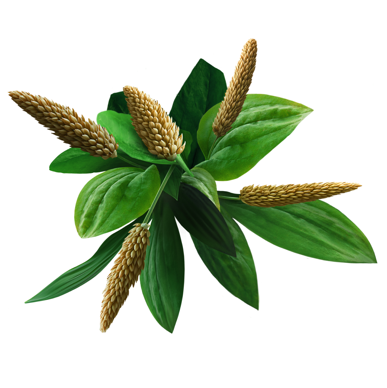 Plantago